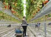 HOLLANDA’DA “İŞÇİLİK” ARTIK TÜRKLERİN İŞİ DEĞİL!