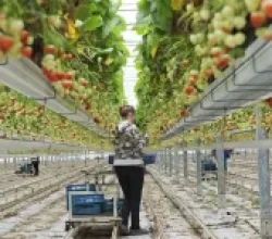 HOLLANDA’DA “İŞÇİLİK” ARTIK TÜRKLERİN İŞİ DEĞİL!