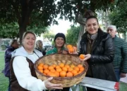 Antalya’nın turunçları kadın emeğiyle sofralara uzanıyor!